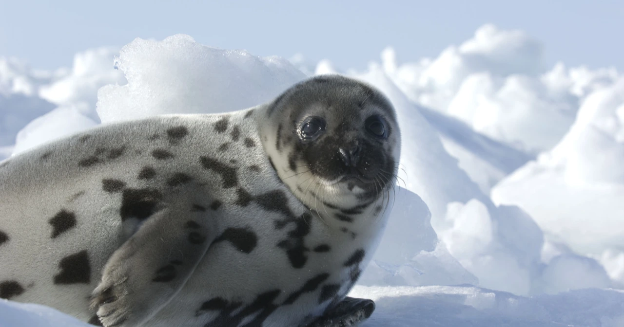 Where can you adopt a pet seal?