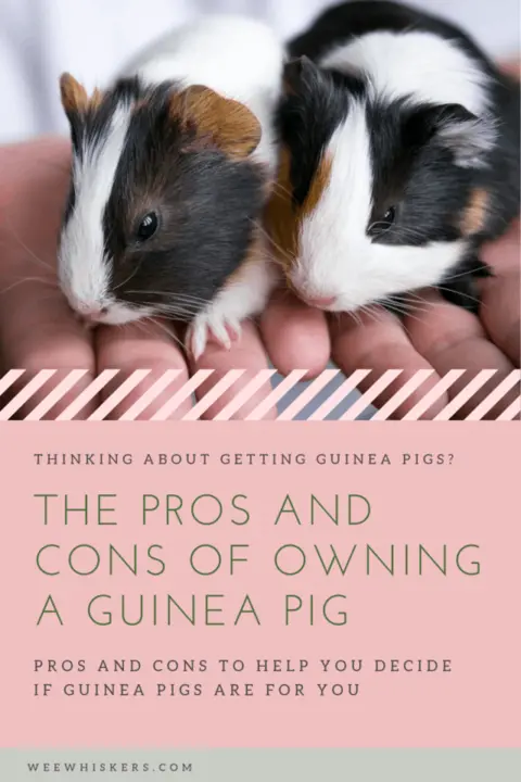 What are some negatives of having guinea pigs as pets?