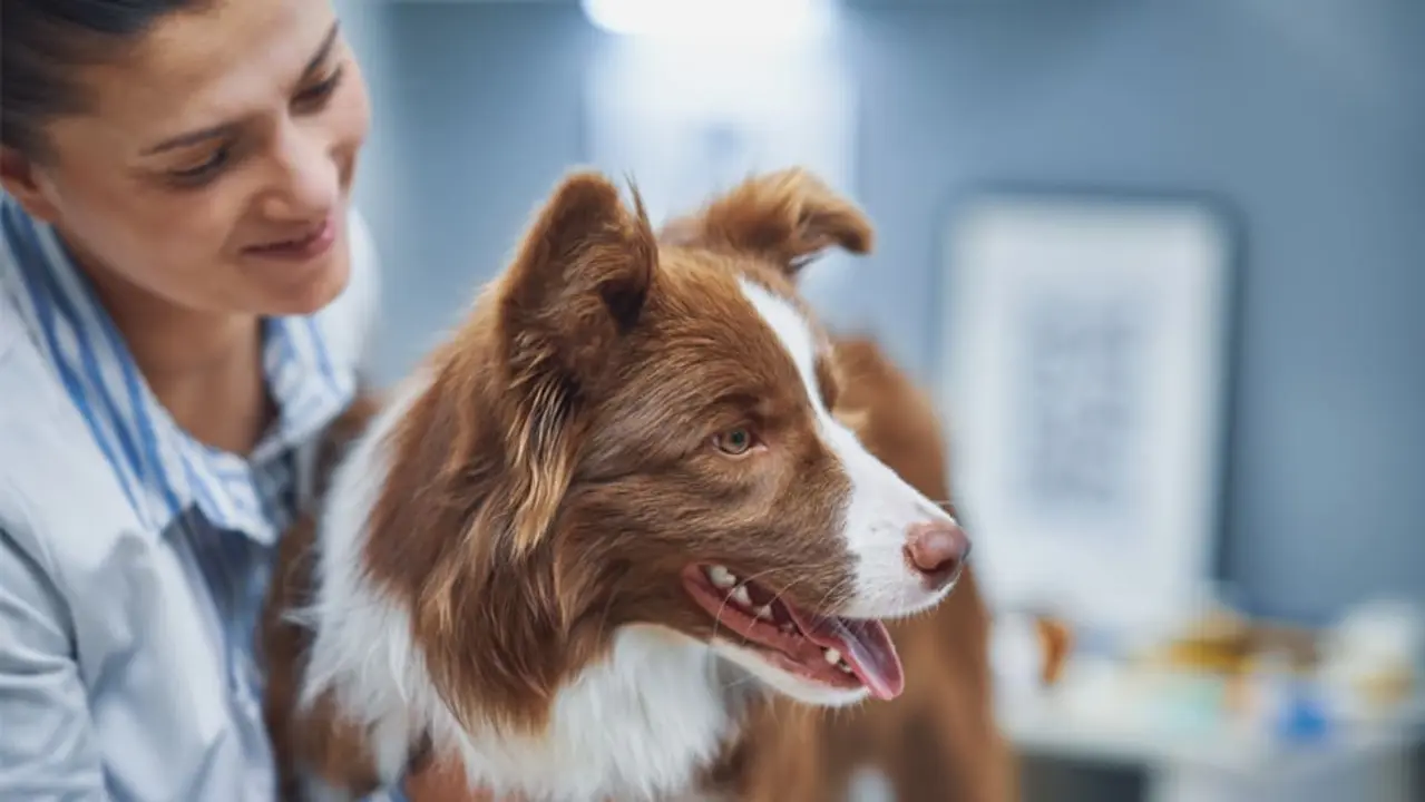 Which dog breeds make pet insurance necessary?